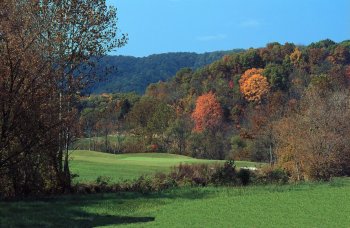 Description: Description: Description: Description: Description: cattails3.jpg (23960 bytes)